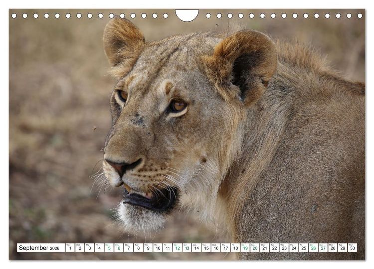 Produktbild: Simba Masai Mara Kenya Africa (Wall Calendar 2026 DIN A4 landscape), CALVENDO 12 Month Wall Calendar