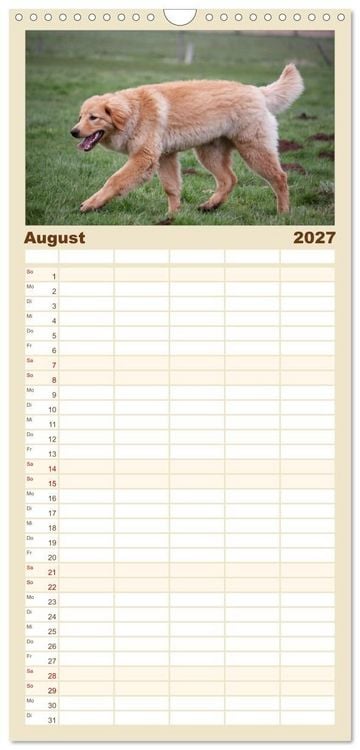 Produktbild: Familienplaner 2027 - Hovawart - nat&uuml;rlich blond mit 5 Spalten (Wandkalender, 21 x 45 cm) CALVENDO