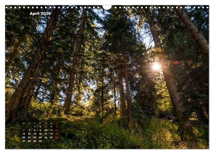 Produktbild: Zauberhafte Waldlandschaften (Wandkalender 2026 DIN A3 quer), CALVENDO Monatskalender
