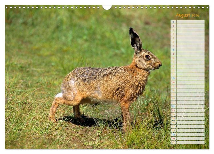 Produktbild: Tiere des Waldes (Wandkalender 2026 DIN A3 quer), CALVENDO Monatskalender