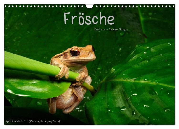 Produktbild: Fr&ouml;sche (Wandkalender 2026 DIN A3 quer), CALVENDO Monatskalender