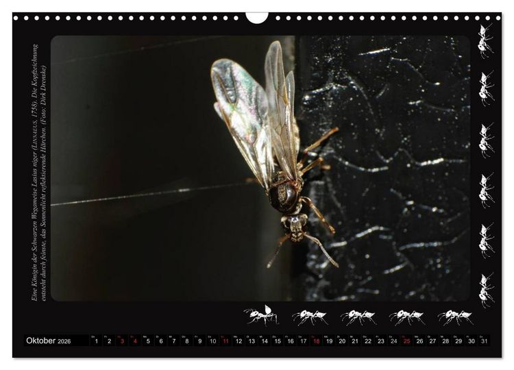 Produktbild: AntsNature - Faszination Ameisen (Wandkalender 2026 DIN A3 quer), CALVENDO Monatskalender