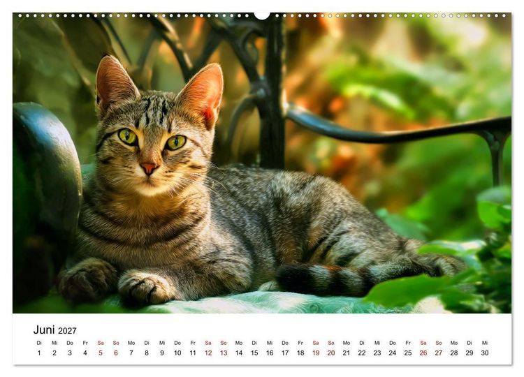 Produktbild: Schnurren & Streifen - Zw&ouml;lf Monate mit Tigerkatzen (hochwertiger Premium Wandkalender 2027 DIN A2 quer), Kunstdruck in Hochglanz