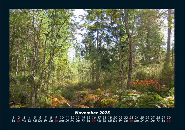 Produktbild: B&auml;ume 2025 Fotokalender DIN A4
