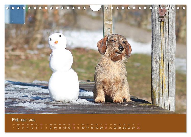 Produktbild: Der Dackel (Wandkalender 2026 DIN A4 quer), CALVENDO Monatskalender