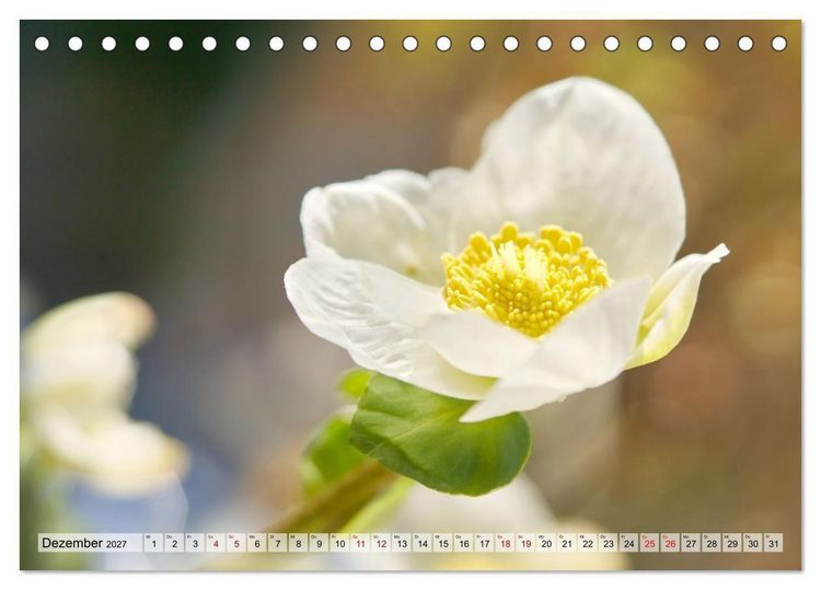 Produktbild: Wenn Bl&uuml;ten tr&auml;umen tanzt das Licht (Tischkalender 2027 DIN A5 quer), CALVENDO Monatskalender