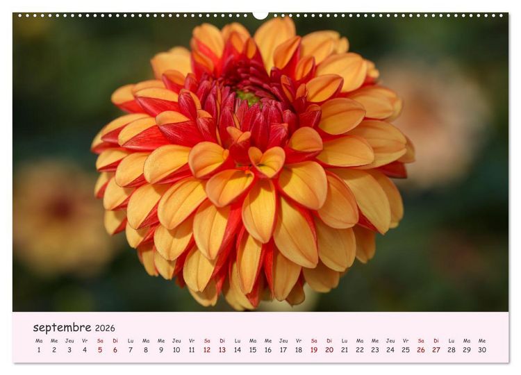 Produktbild: Les Dahlias en pleine floraison (Calendrier mural 2026 DIN A2 vertical), CALVENDO calendrier mensuel