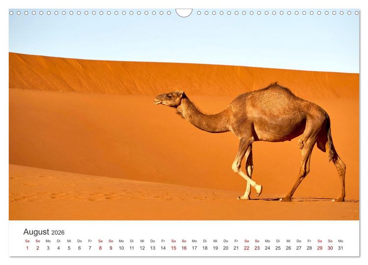 Produktbild: Sahara - Die gr&ouml;&szlig;te Trockenw&uuml;ste der Welt. (Wandkalender 2026 DIN A3 quer), CALVENDO Monatskalender