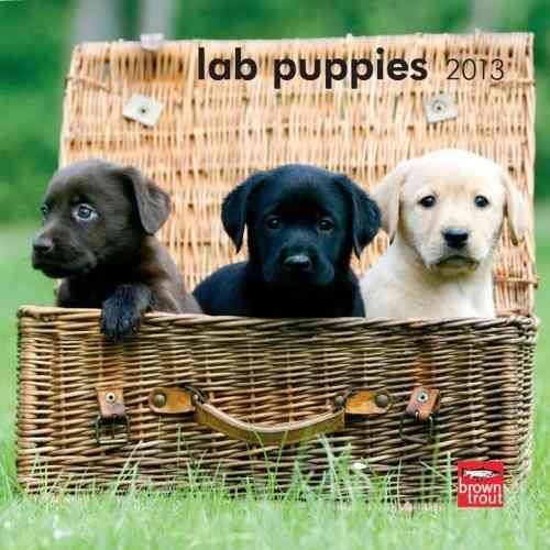 Produktbild: Lab Puppies 2013 Calendar