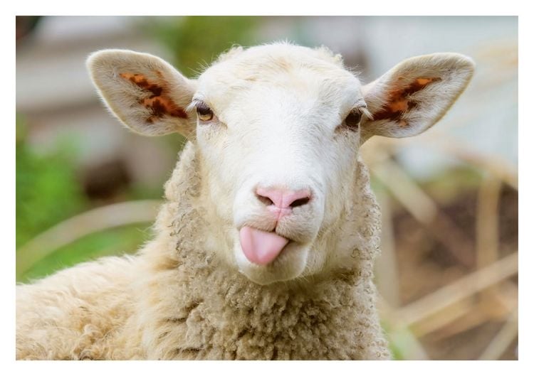 Produktbild: Postkartenblock Lustige Tiere