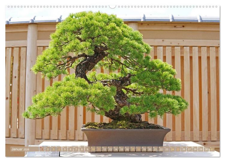 Produktbild: Gartenkunst aus Japan: Bonsai (hochwertiger Premium Wandkalender 2026 DIN A2 quer), Kunstdruck in Hochglanz