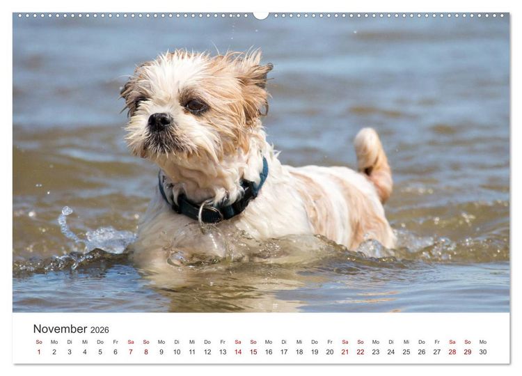 Produktbild: Freunde auf vier Pfoten am Strand (Wandkalender 2026 DIN A2 quer), CALVENDO Monatskalender