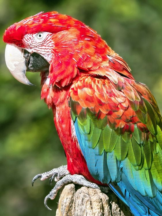 Produktbild: CALVENDO Puzzle Farbenfrohe Papageien: Gr&uuml;nfl&uuml;gel-Ara. | 1000 Teile Lege-Gr&ouml;&szlig;e 64x48cm Foto-Puzzle f&uuml;r gl&uuml;ckliche Stunden