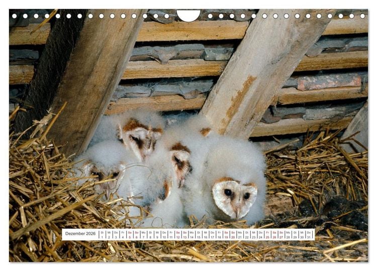 Produktbild: Das Leben der Eulen, die Damen der Nacht (Wandkalender 2026 DIN A4 quer), CALVENDO Monatskalender