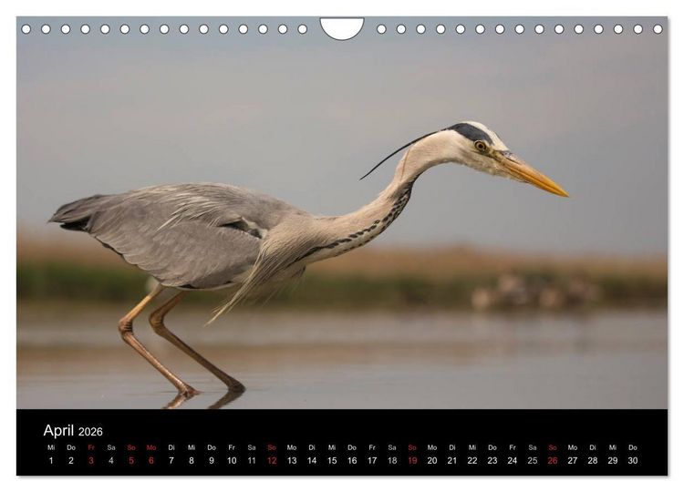 Produktbild: Reiher - Der Tanz auf dem Wasser (Wandkalender 2026 DIN A4 quer), CALVENDO Monatskalender