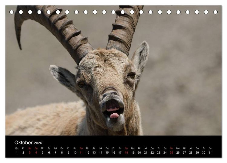 Produktbild: Steinwild in den Schweizer Voralpen (Tischkalender 2026 DIN A5 quer), CALVENDO Monatskalender