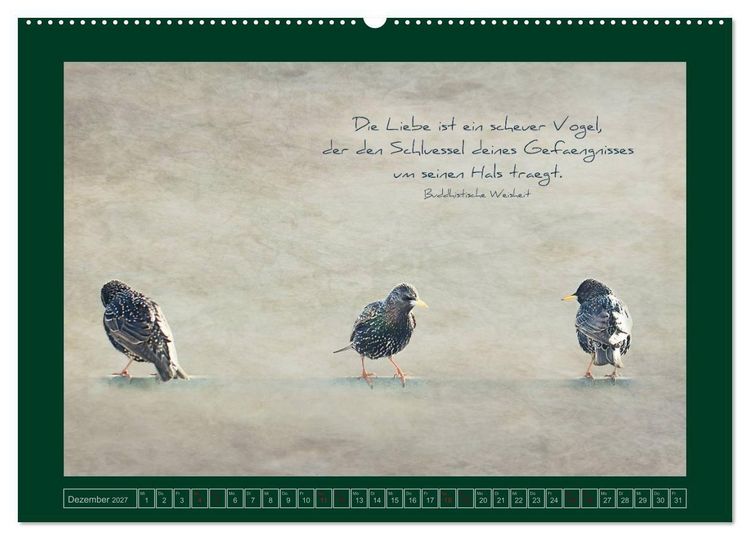 Produktbild: Stare und Weisheiten (Wandkalender 2027 DIN A2 quer), CALVENDO Monatskalender