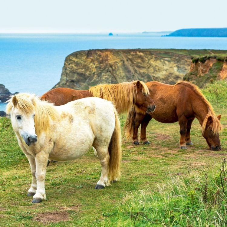 Produktbild: Magic Horses 2027