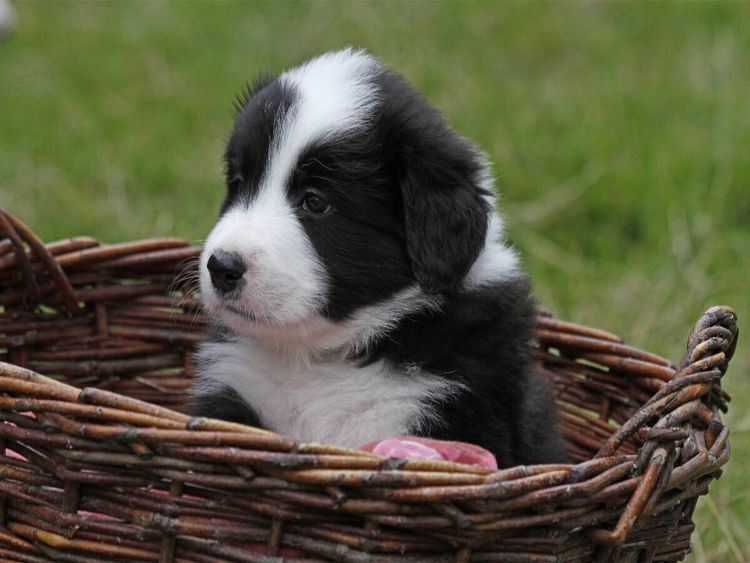 Produktbild: CALVENDO Puzzle Border Collie Welpe | 1000 Teile Lege-Gr&ouml;&szlig;e 64x48cm Foto-Puzzle f&uuml;r gl&uuml;ckliche Stunden