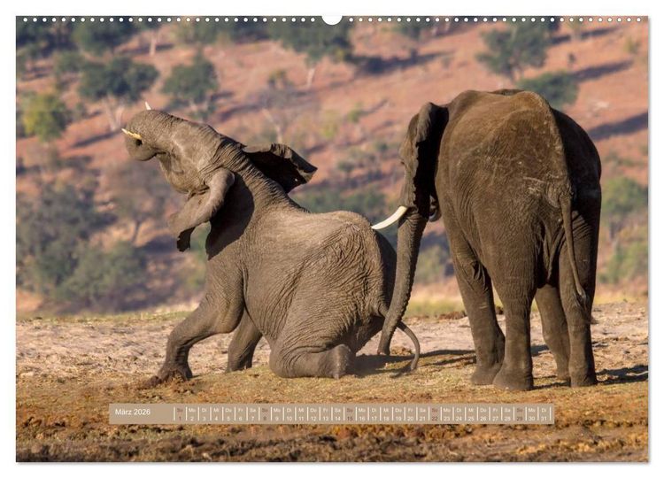 Produktbild: Afrikas Tierwelt - Wilde Elefanten (hochwertiger Premium Wandkalender 2026 DIN A2 quer), Kunstdruck in Hochglanz