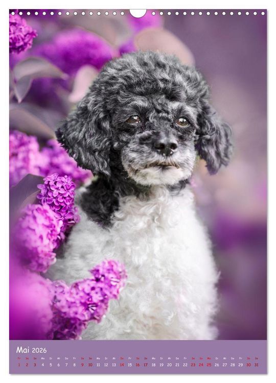 Produktbild: Flora Canidae - der Hunde-Bl&uuml;hpflanzen-Kalender (Wandkalender 2026 DIN A3 hoch), CALVENDO Monatskalender
