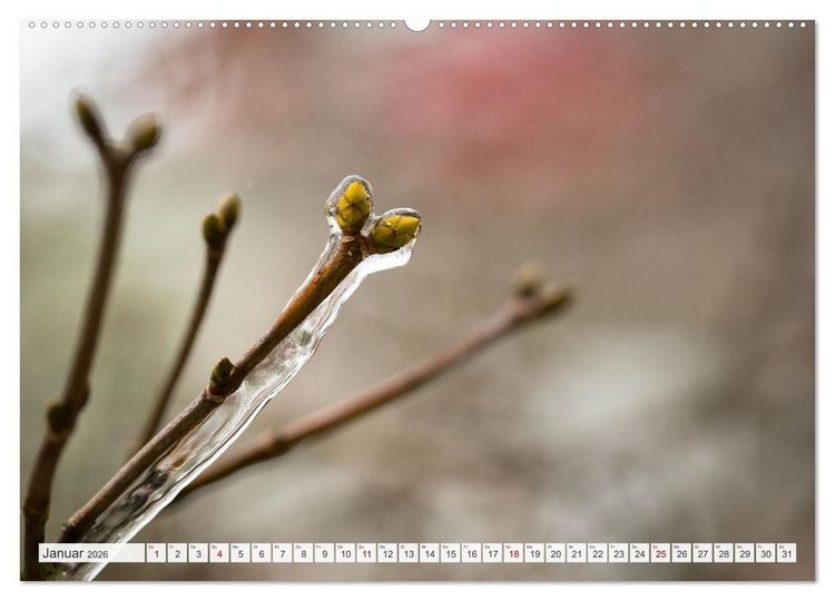 Produktbild: Feine Formen der Natur (hochwertiger Premium Wandkalender 2026 DIN A2 quer), Kunstdruck in Hochglanz