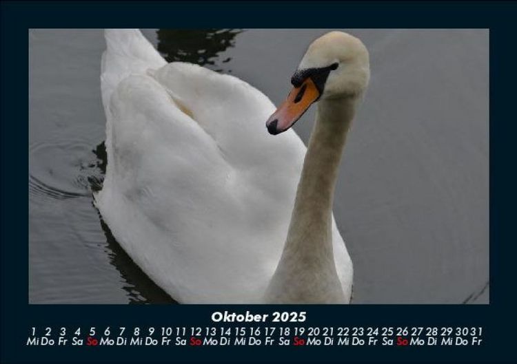 Produktbild: Welt der V&ouml;gel 2025 Fotokalender DIN A5