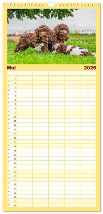 Produktbild: Familienplaner 2026 - Lagotto Romagnolo - der Tr&uuml;ffelhund Italiens mit 5 Spalten (Wandkalender, 21 x 45 cm) CALVENDO