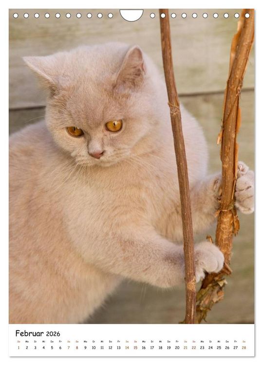 Produktbild: bezaubernde Britisch Kurzhaar Katzen (Wandkalender 2026 DIN A4 hoch), CALVENDO Monatskalender