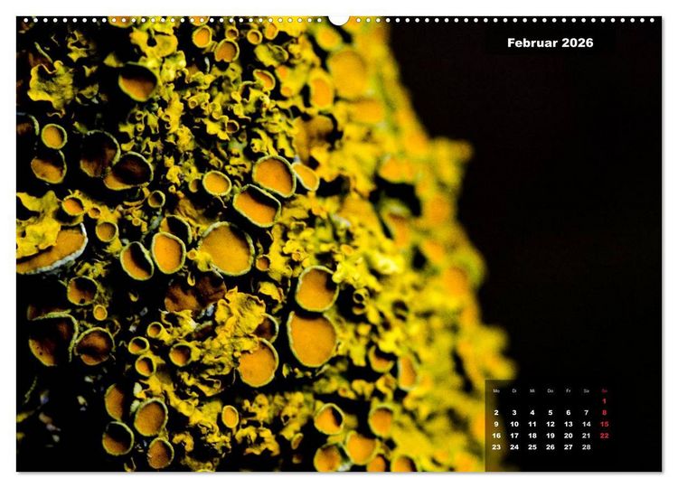 Produktbild: Der Natur auf der Spur - Makro-Fotografien der besonderen Art (hochwertiger Premium Wandkalender 2026 DIN A2 quer), Kunstdruck in Hochglanz