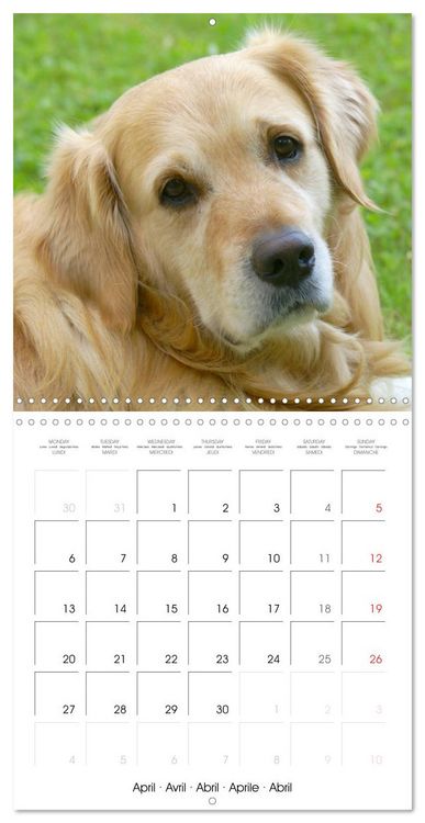 Produktbild: Happy Golden Retriever (Wall Calendar 2026 12 &times; 12 Inch) CALVENDO 12 Month Wall Calendar
