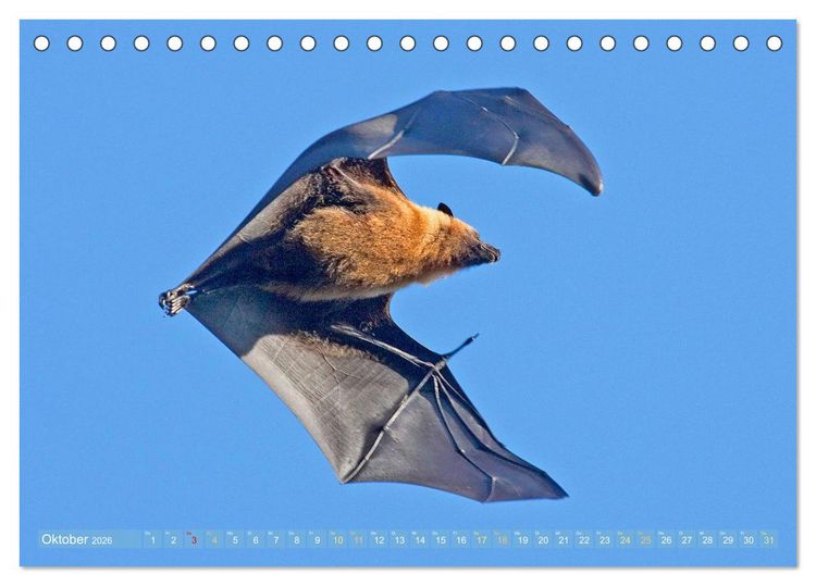 Produktbild: Flughunde: Vegetarische Drachenflieger (Tischkalender 2026 DIN A5 quer), CALVENDO Monatskalender
