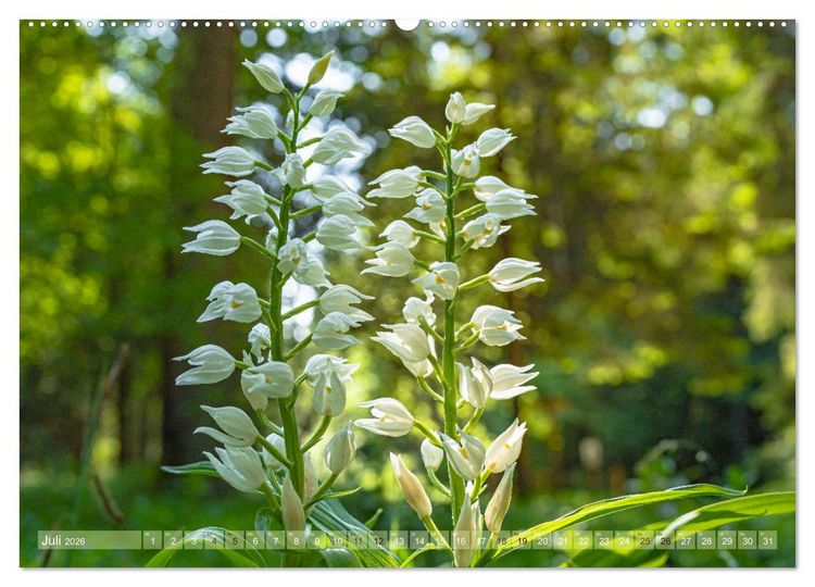 Produktbild: Orchideenzeit auf der Schw&auml;bischen Alb (hochwertiger Premium Wandkalender 2026 DIN A2 quer), Kunstdruck in Hochglanz