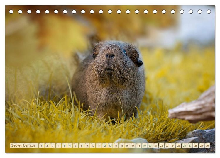 Produktbild: MEERSCHWEINCHEN neugierig - s&uuml;&szlig; - liebenswert (Tischkalender 2026 DIN A5 quer), CALVENDO Monatskalender