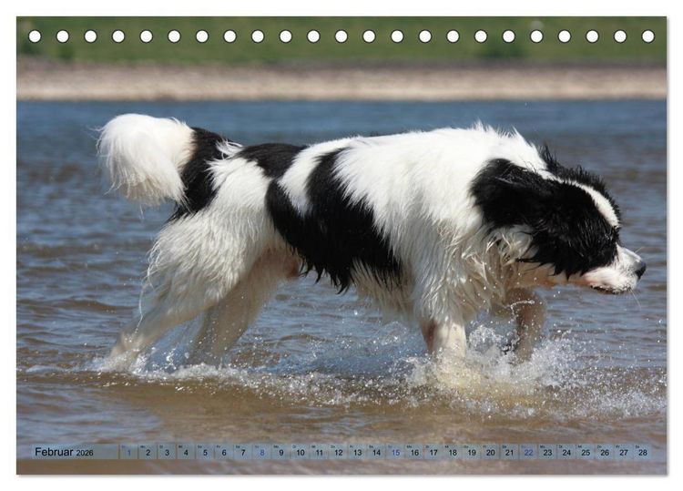 Produktbild: Landseer - Das Wasser ist ihr Element (Tischkalender 2026 DIN A5 quer), CALVENDO Monatskalender