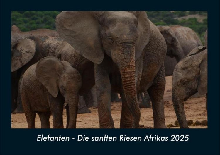 Produktbild: Elefanten - Die sanften Riesen Afrikas 2025 Fotokalender DIN A4