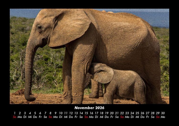 Produktbild: Der Elefantenkalender 2026 Fotokalender DIN A3