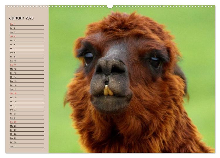 Produktbild: Alpakas und Lamas (hochwertiger Premium Wandkalender 2026 DIN A2 quer), Kunstdruck in Hochglanz