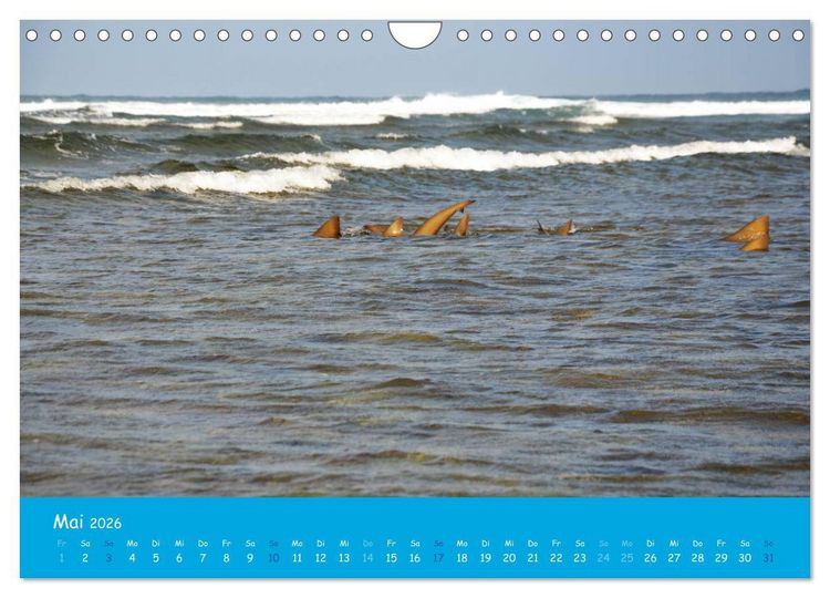 Produktbild: Cabo verde Inselgefl&uuml;ster - Ilha do Sal (Wandkalender 2026 DIN A4 quer), CALVENDO Monatskalender
