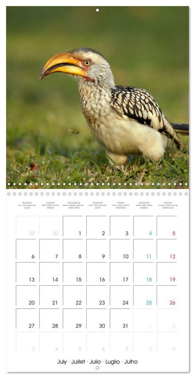 Produktbild: Au gr&eacute; des plumes (Calendrier mural carr&eacute; 2026 30x30 cm) Calendrier double avec une page pour vos prises de notes