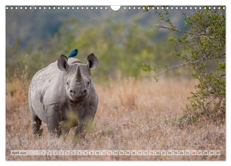 Produktbild: Emotionale Momente: Afrikas Big Five (Wandkalender 2026 DIN A3 quer), CALVENDO Monatskalender