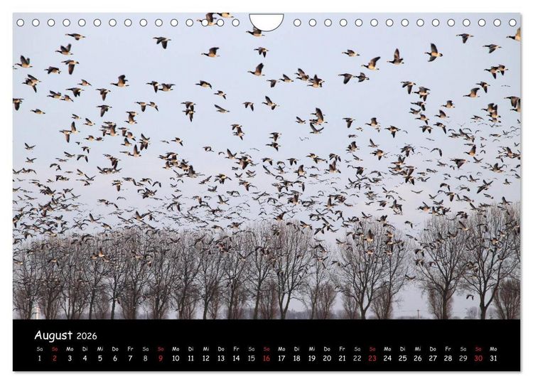 Produktbild: Schrei der Wildg&auml;nse (Wandkalender 2026 DIN A4 quer), CALVENDO Monatskalender