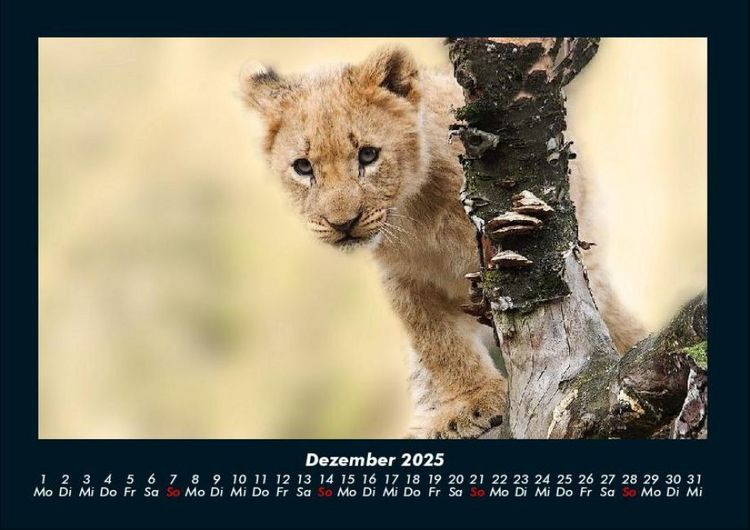 Produktbild: Tiere im Zoo 2025 Fotokalender DIN A4