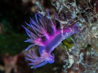 Produktbild: CALVENDO Puzzle Nacktschnecke im Mittelmeer | 1000 Teile Lege-Gr&ouml;&szlig;e 64x48cm Foto-Puzzle f&uuml;r gl&uuml;ckliche Stunden