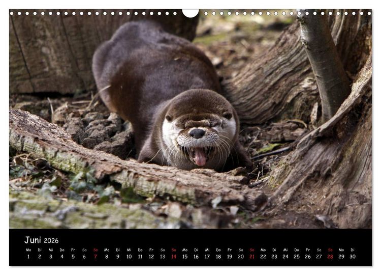Produktbild: Putzige Fischj&auml;ger (Wandkalender 2026 DIN A3 quer), CALVENDO Monatskalender