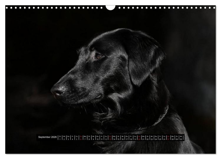 Produktbild: Flatcoated Retriever Black Edition (Wandkalender 2026 DIN A3 quer), CALVENDO Monatskalender