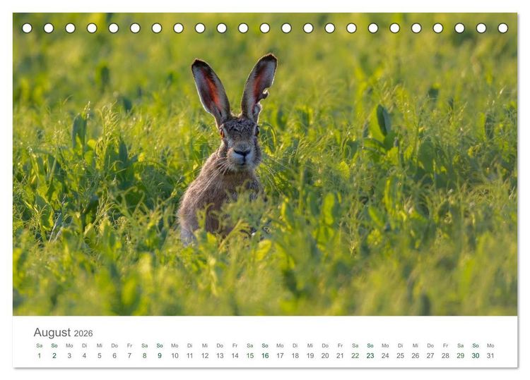 Produktbild: Feldhasen - dem Langohr auf der Spur (Tischkalender 2026 DIN A5 quer), CALVENDO Monatskalender