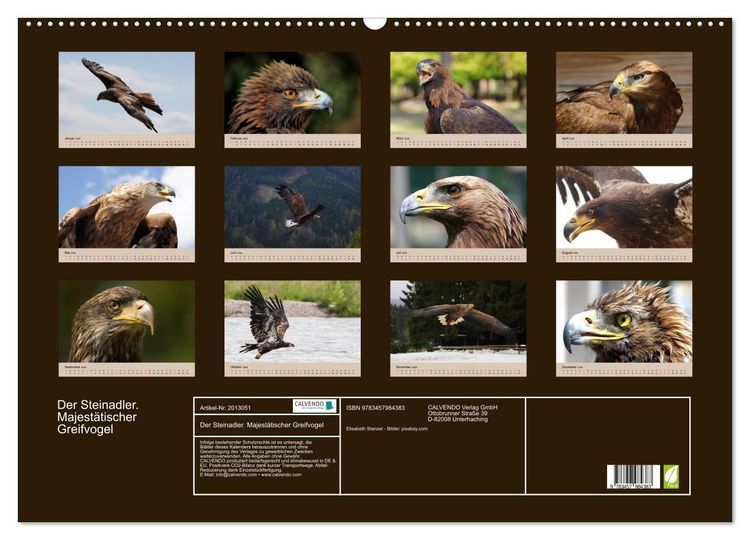 Produktbild: Der Steinadler. Majest&auml;tischer Greifvogel (Wandkalender 2026 DIN A2 quer), CALVENDO Monatskalender