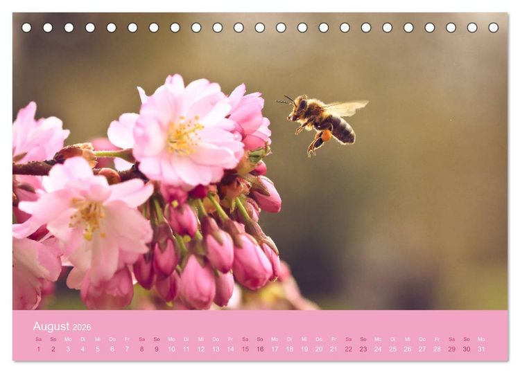 Produktbild: Zarte Kirschbl&uuml;ten - Berauschende Gedankend&uuml;fte (Tischkalender 2026 DIN A5 quer), CALVENDO Monatskalender