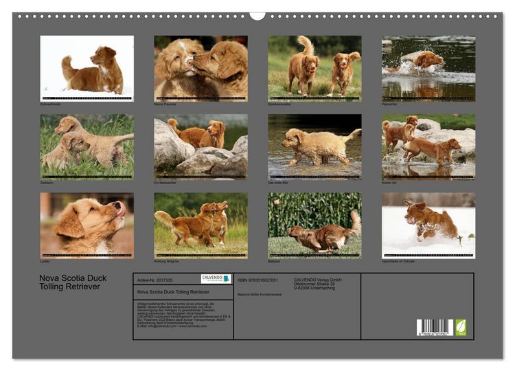 Produktbild: Nova Scotia Duck Tolling Retriever (Wandkalender 2026 DIN A2 quer), CALVENDO Monatskalender